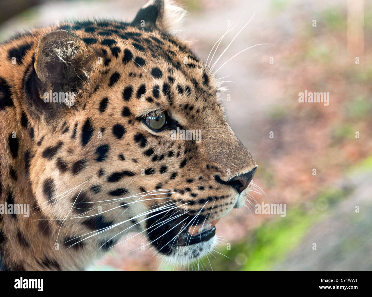 Männliche Amur-Leopard (Profil) Stockfoto