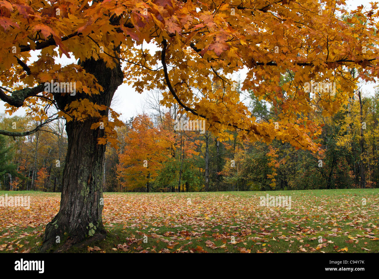 Herbst in Neuengland mit Baum und goldene Blätter fallen Stockfoto