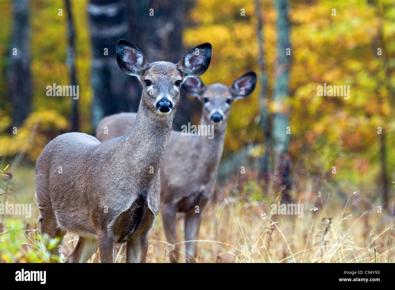 Zwei weiße tailed Deer in die Herbst-Bäume des Baxter State Park, Millinocket, Maine, USA. Stockfoto