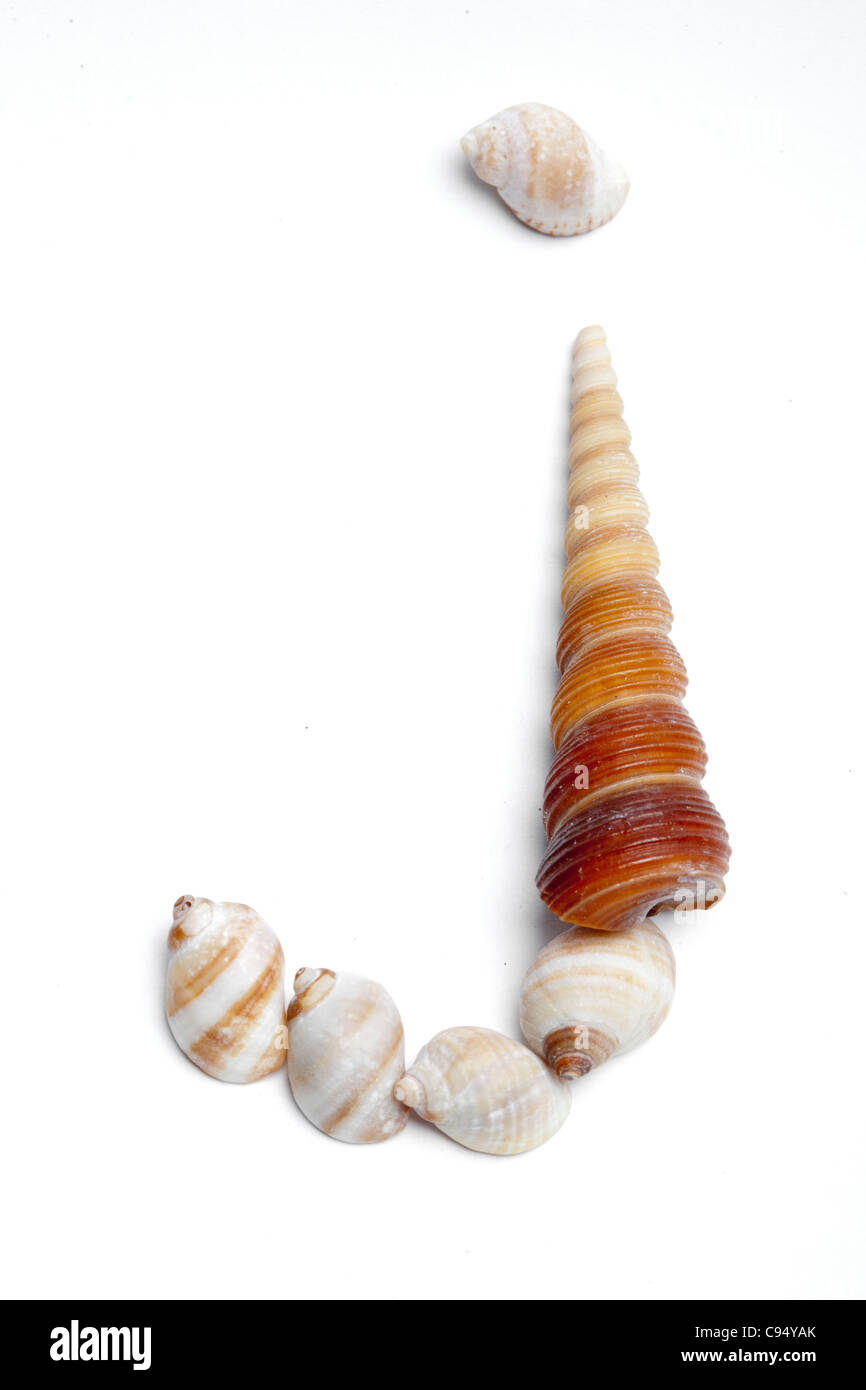 Buchstabe J, die mit Muscheln Stockfoto