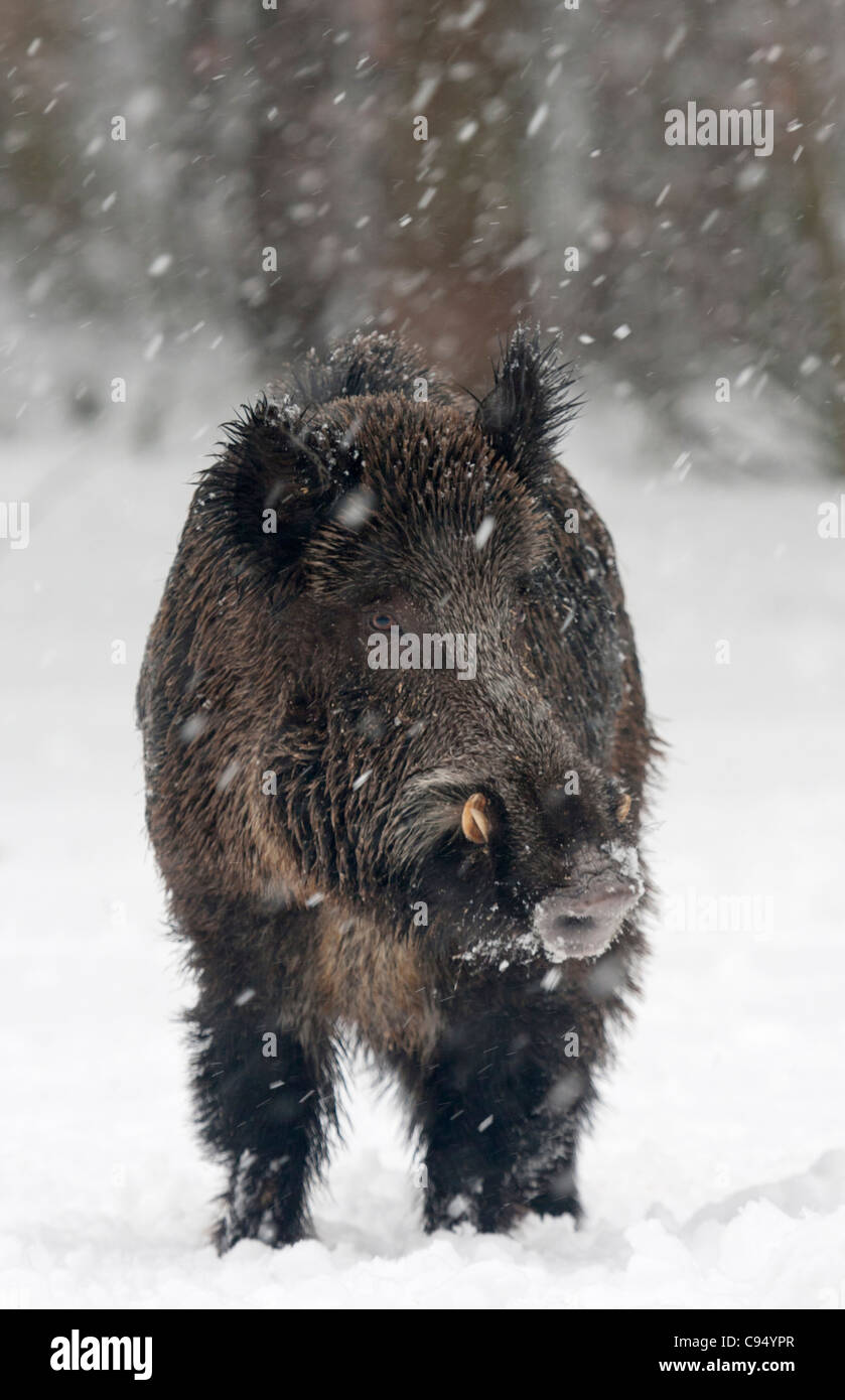 Wildschwein (Sus Scrofa) Stockfoto