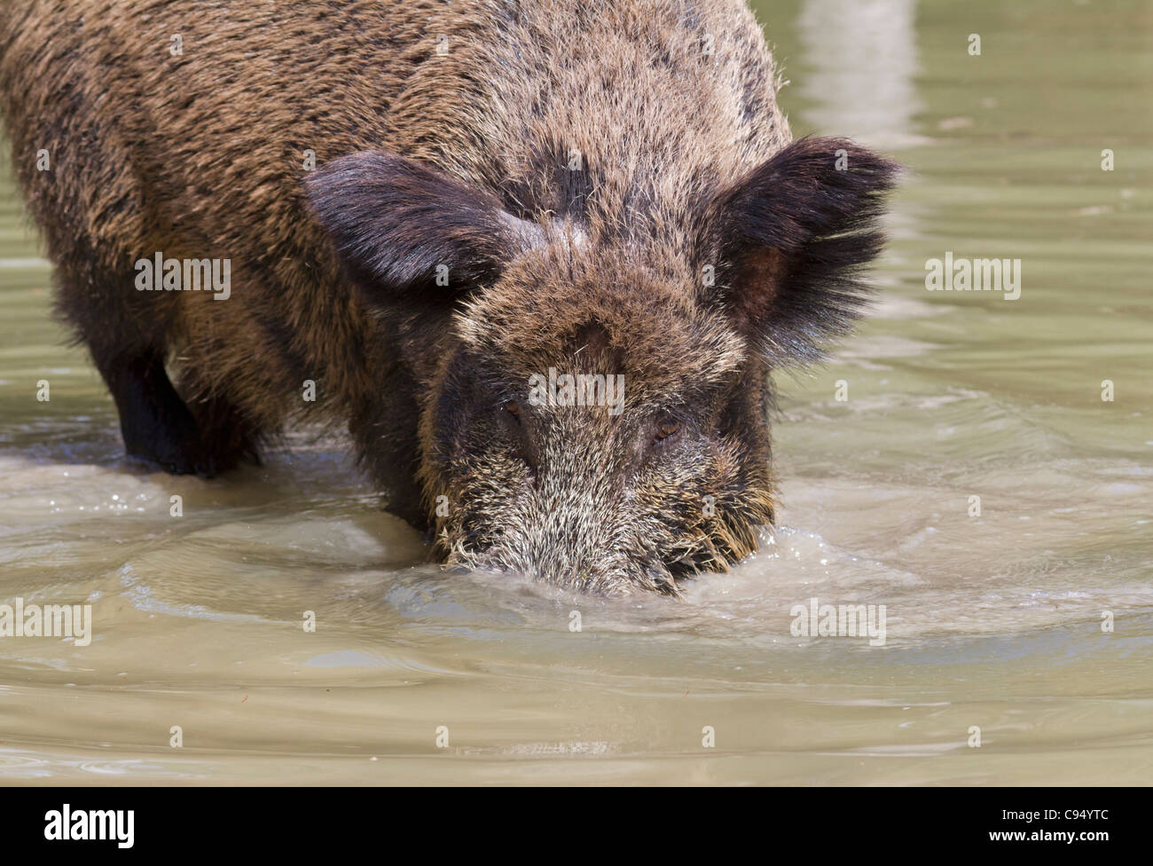 Wildschwein (Sus Scrofa) Stockfoto