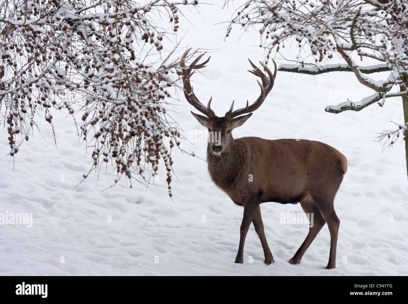 Rothirsch (Cervus Elaphus) Schnee Stockfoto