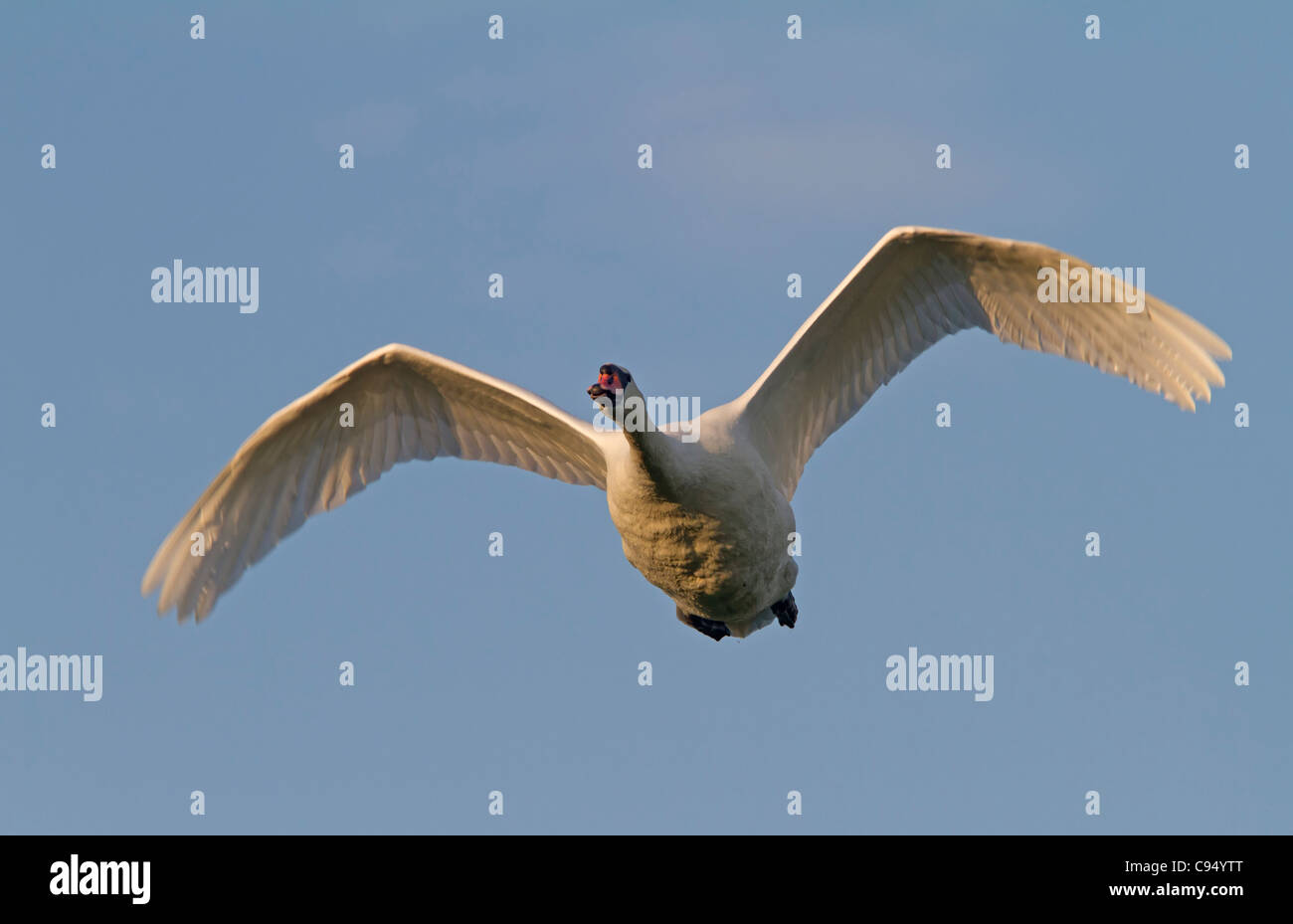 Weißer Schwan (Cygnus Olor) Stockfoto