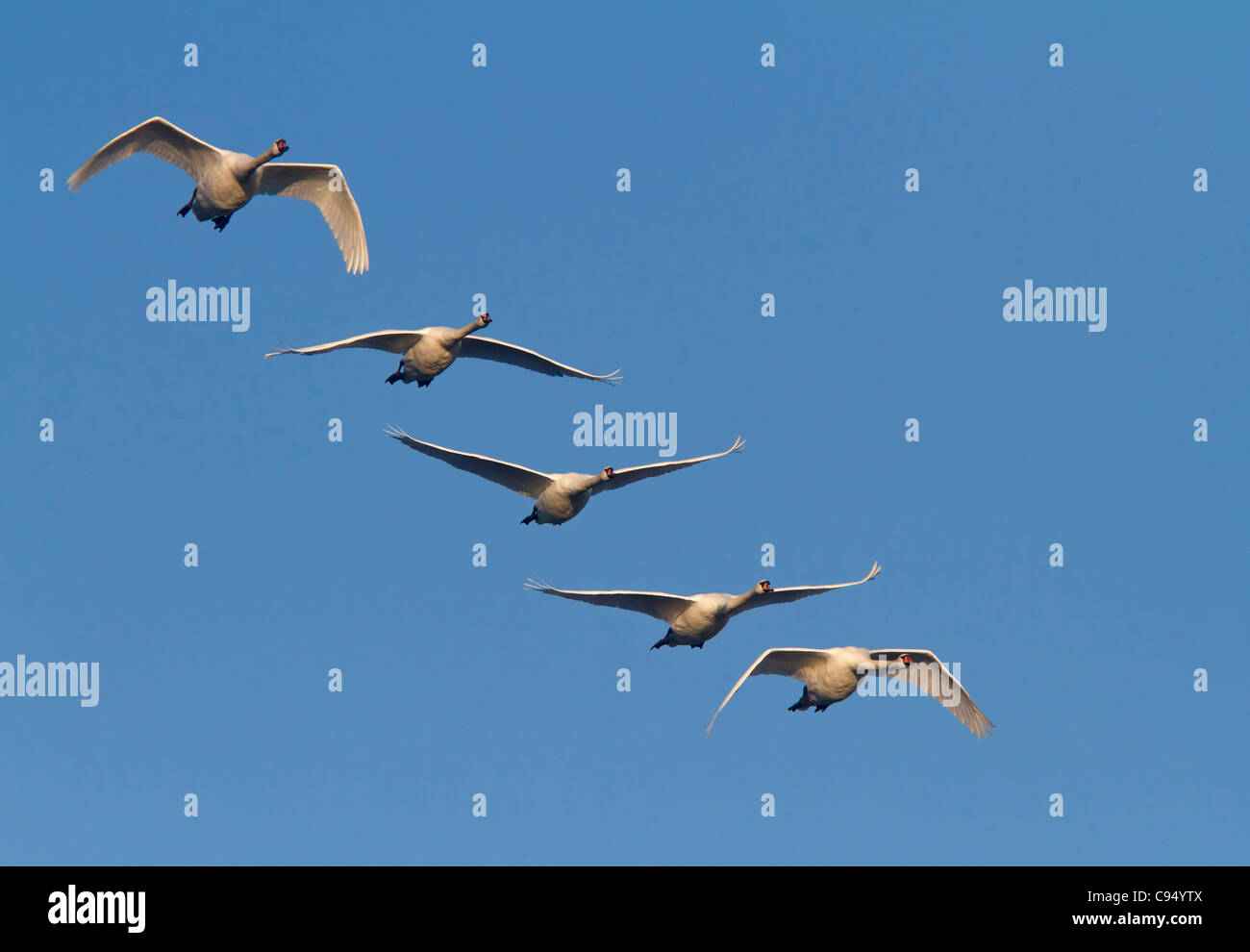 Weiße Schwäne (Cygnus Olor) Stockfoto
