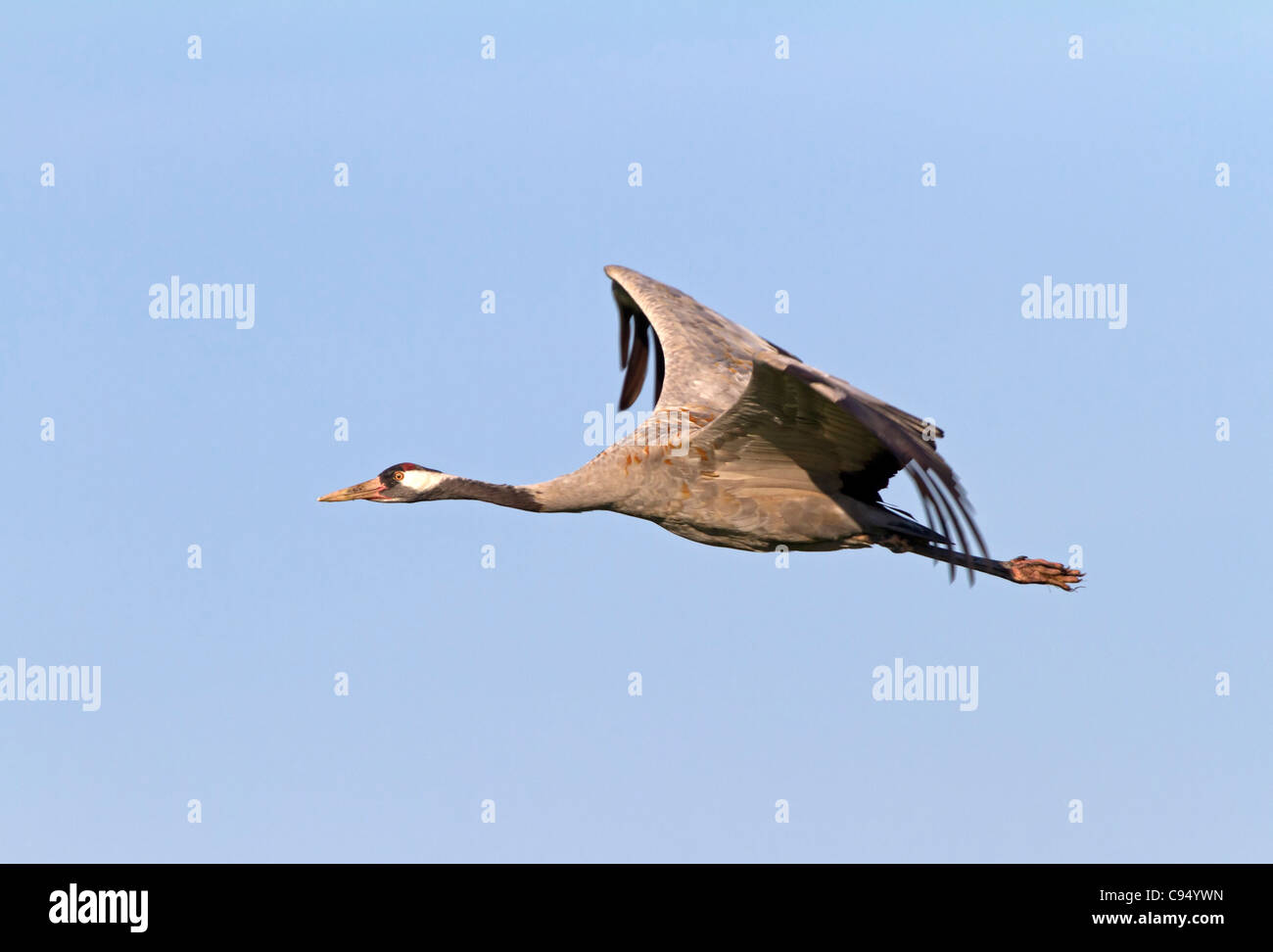 Kraniche (Grus Grus) Stockfoto