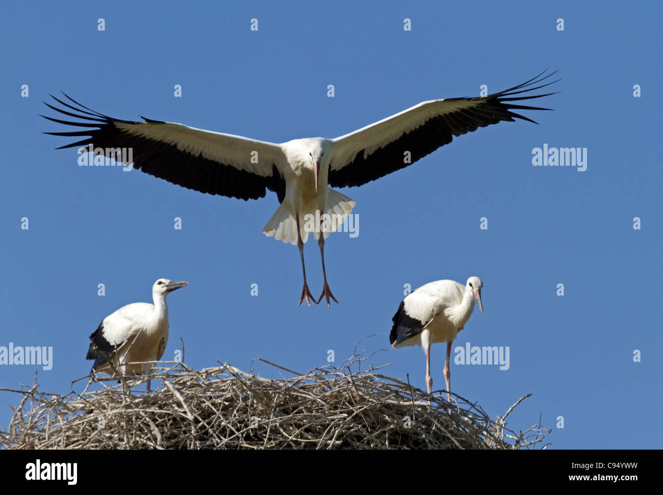 Weißstorch (Ciconia Ciconia) Stockfoto