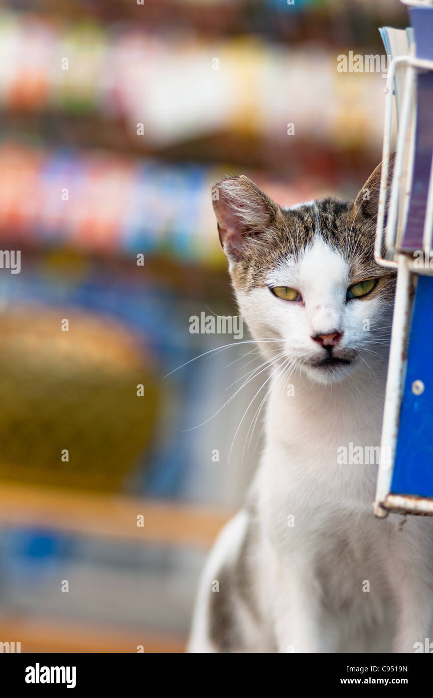 Eine lokale Katze guckt hinter die touristischen Postkarten im Dorf von Katakolon in Griechenland. Stockfoto