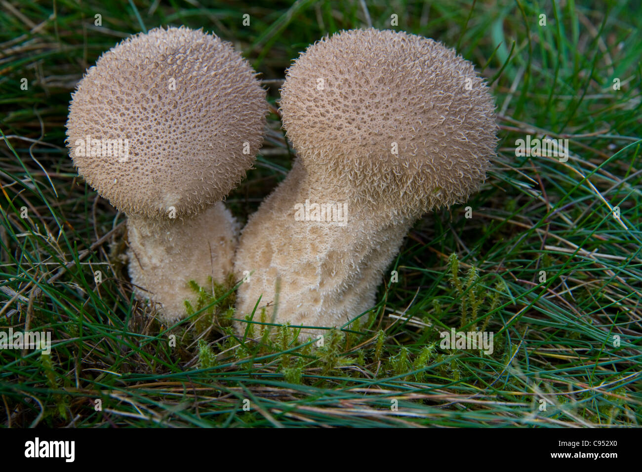 Gemeinsamen Flaschenboviste, Lycoperdon Perlatum, auf der Wiese am Knettishall Heath in Suffolk, England Stockfoto