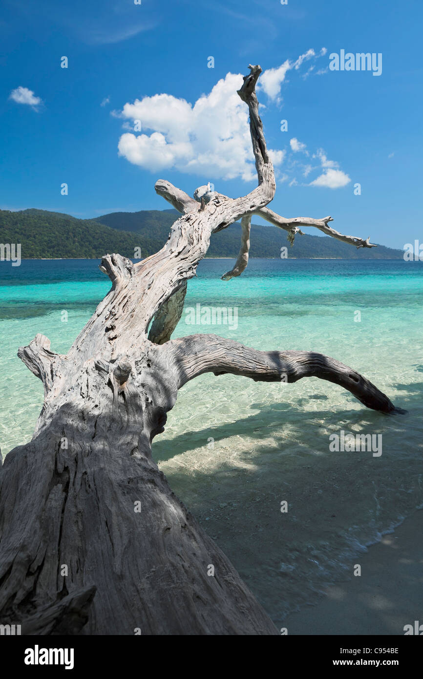 Toten Stamm an einem Strand auf Ko Rawi, Thailand Stockfoto