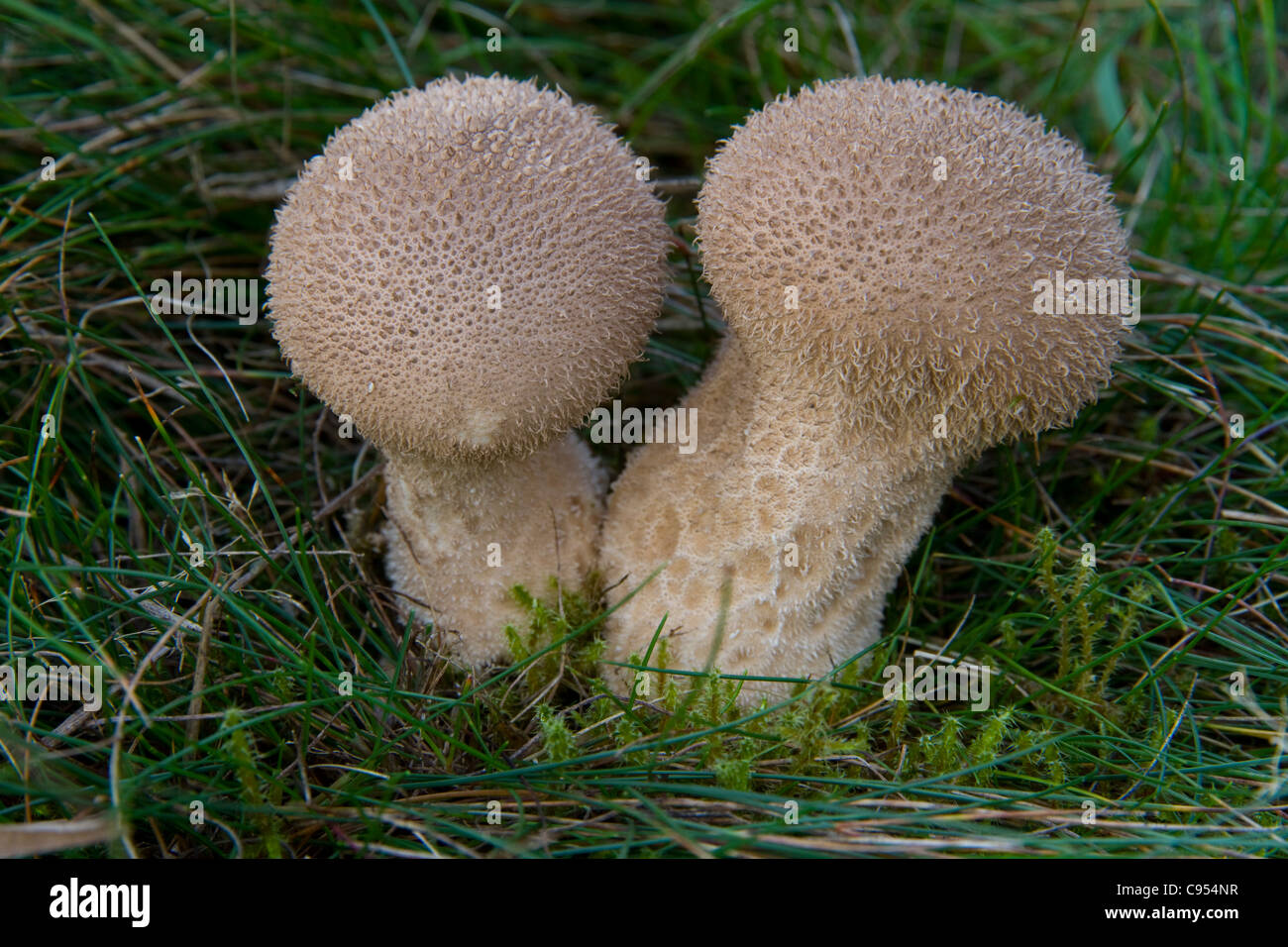 Gemeinsamen Flaschenboviste, Lycoperdon Perlatum, auf der Wiese am Knettishall Heath in Suffolk, England Stockfoto