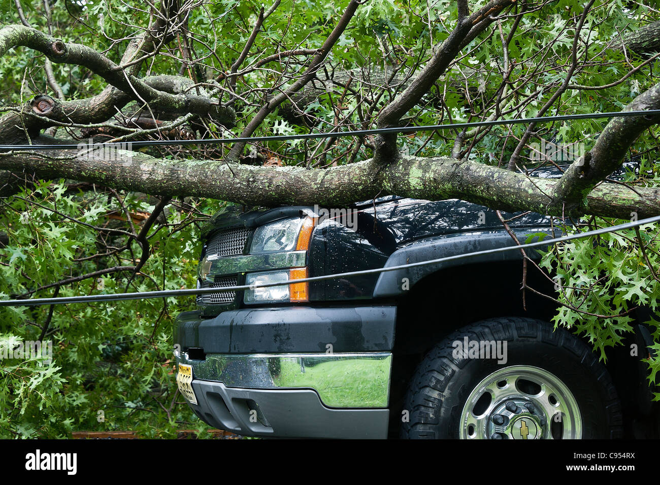 Auto-Schäden durch umgestürzten Baum im Sturm. Stockfoto