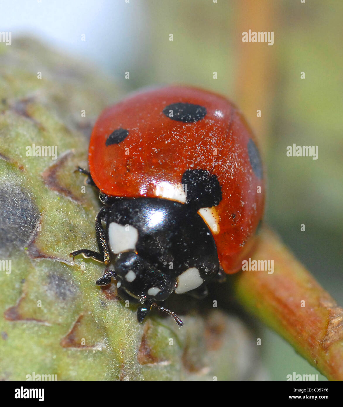 Sieben-Punkt-Marienkäfer (Coccinella 7-Trommler) sind kleine, Runde Käfer mit 3,5 Punkten auf jeder ihrer beiden Flügeldecken (Flügel Fälle). Der Thorax ist schwarz mit zwei weißen Flecken an der Seite, und der Kopf ist klein und schwarz. Die Larven müssen klumpig grau-blaue Haut mit gelben Flecken an den Seiten der th Stockfoto