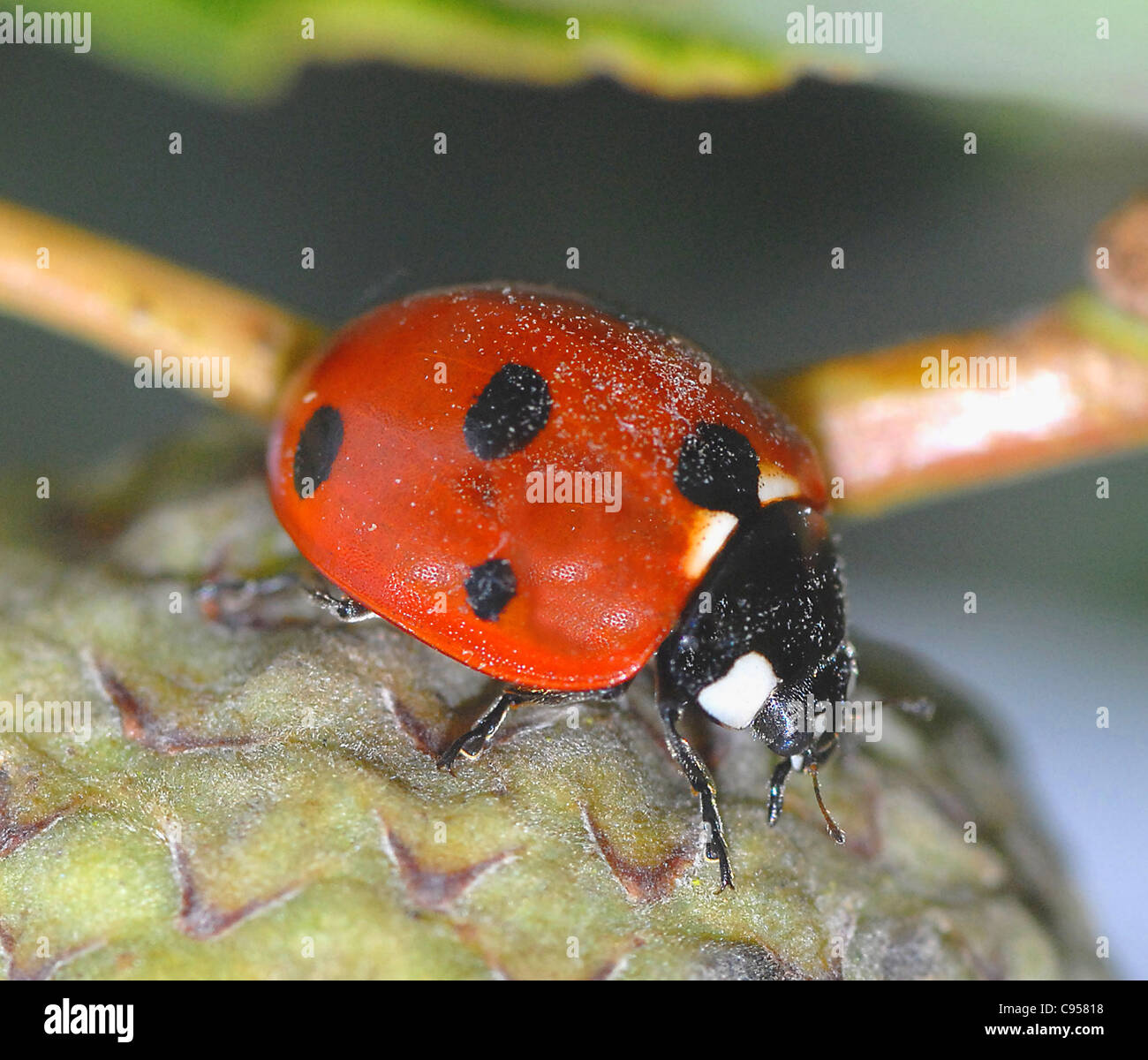 Sieben-Punkt-Marienkäfer (Coccinella 7-Trommler) sind kleine, Runde Käfer mit 3,5 Punkten auf jeder ihrer beiden Flügeldecken (Flügel Fälle). Der Thorax ist schwarz mit zwei weißen Flecken an der Seite, und der Kopf ist klein und schwarz. Die Larven müssen klumpig grau-blaue Haut mit gelben Flecken an den Seiten der th Stockfoto