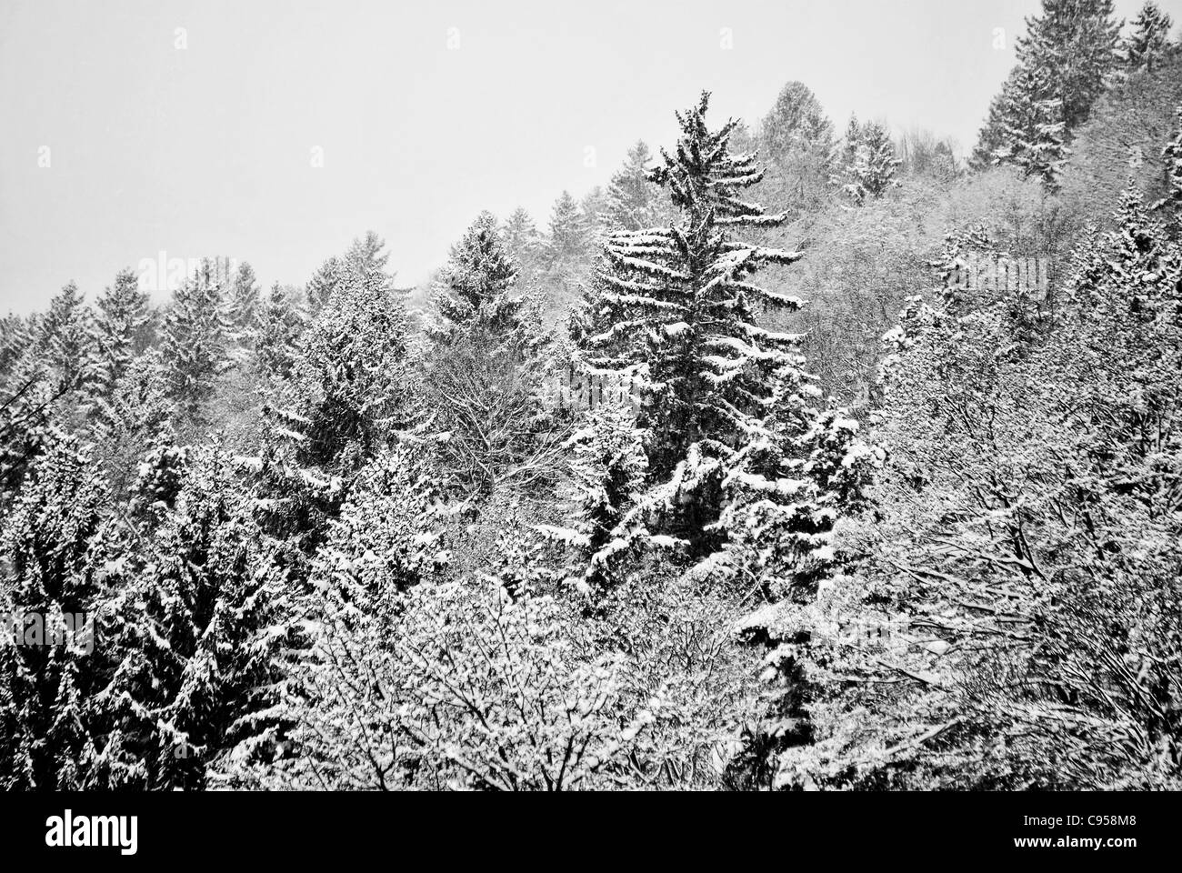 Bäume mit Raureif und Schnee in den Bergen Stockfoto