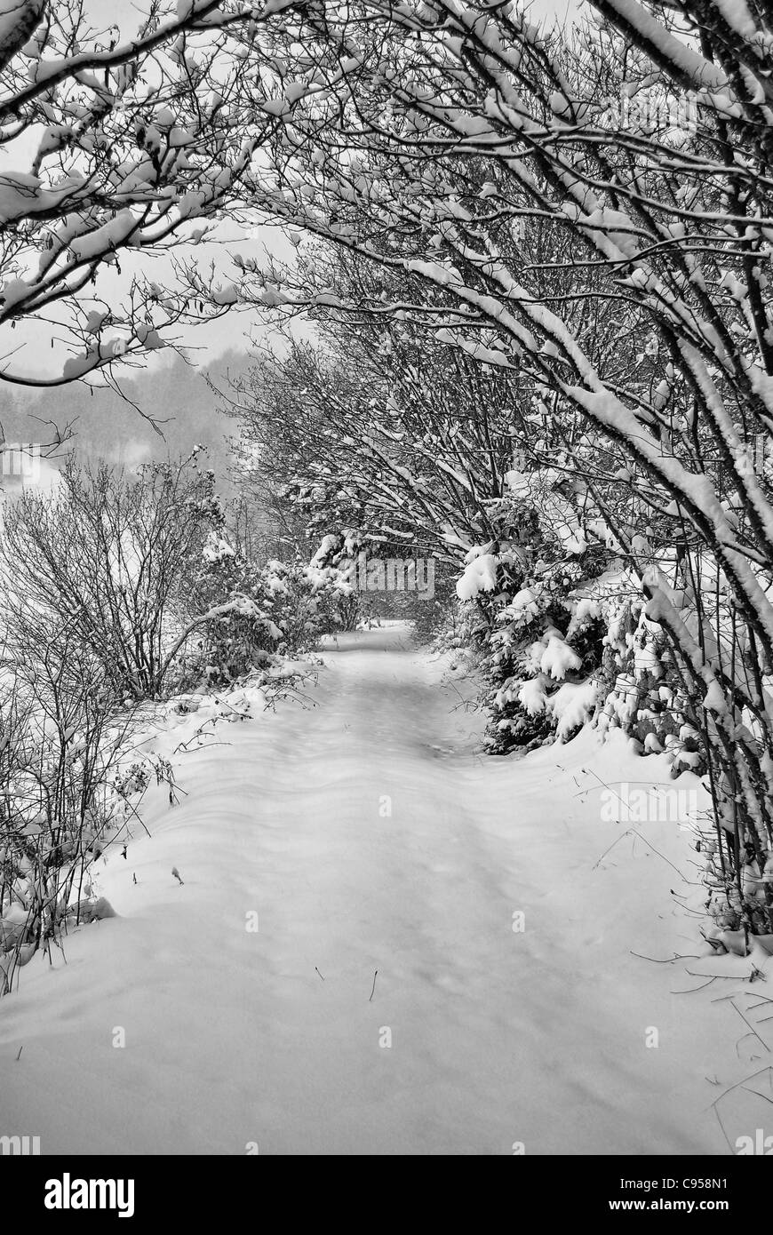 Bäume mit Raureif und Schnee in den Bergen Stockfoto