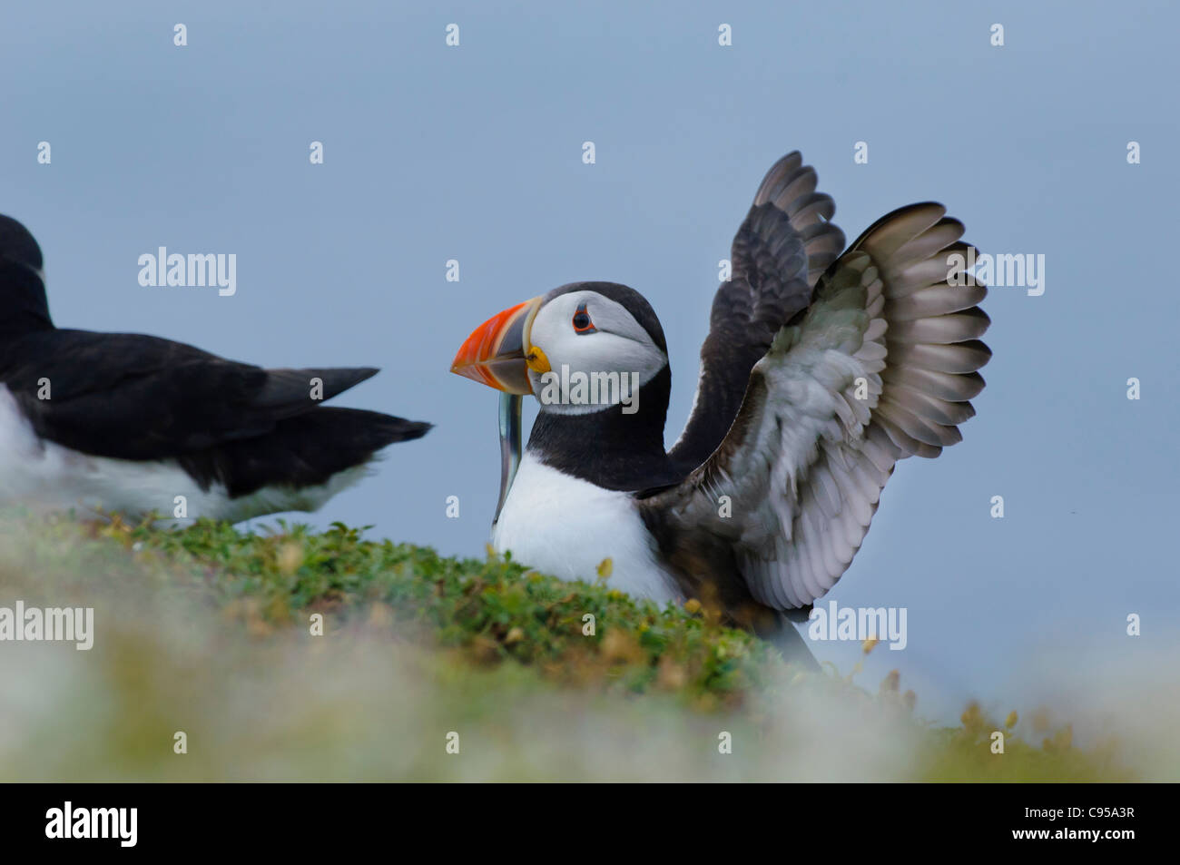 wilde Papageitaucher mit Sandaal Zucht auf burrows UK Stockfoto