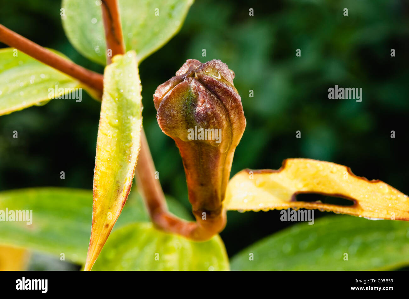 Lilien samen Fotos und Bildmaterial in hoher Auflösung Alamy