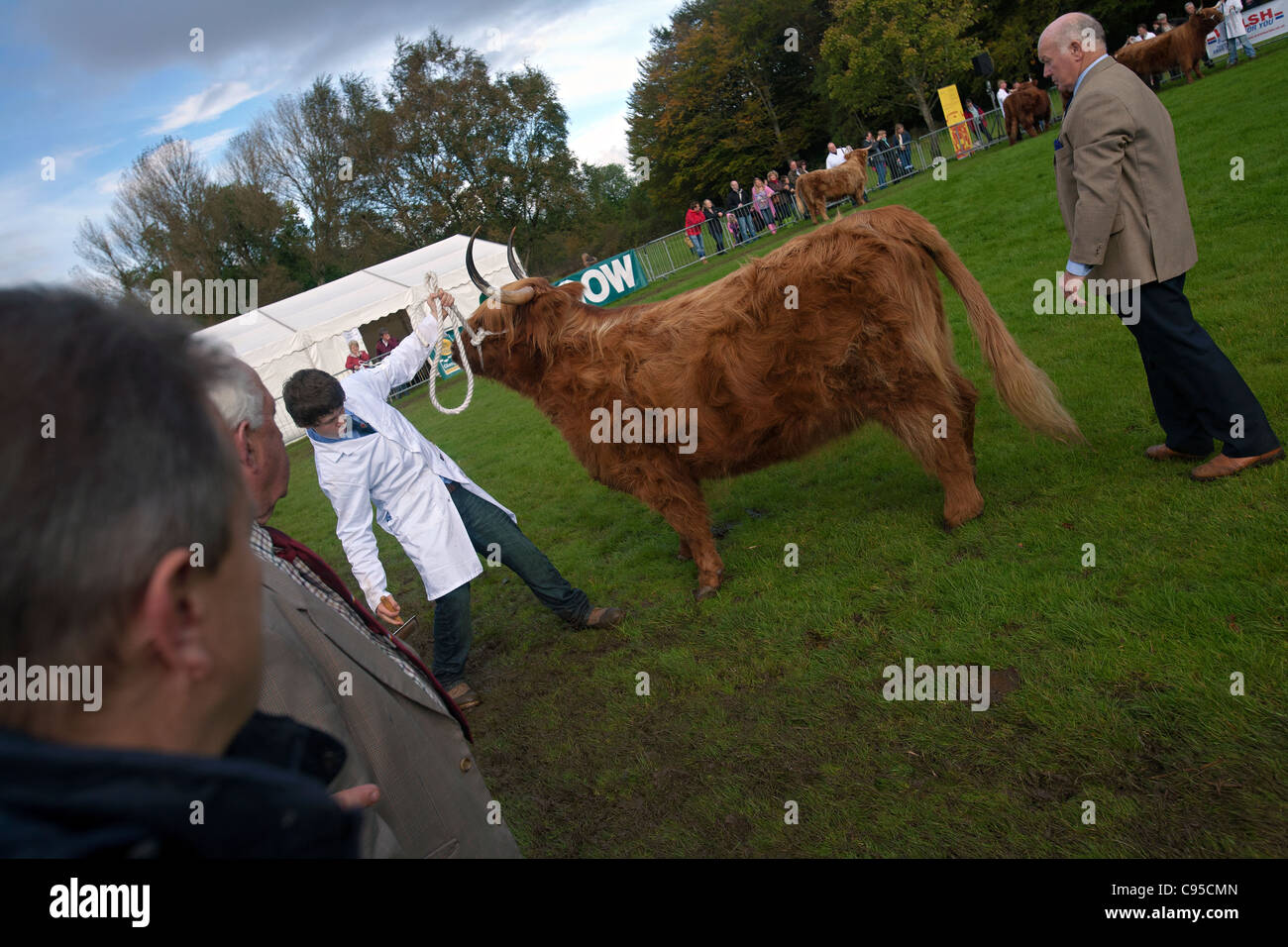 Highland Cattle Show in Pollock Parken glasgow Stockfotografie Alamy