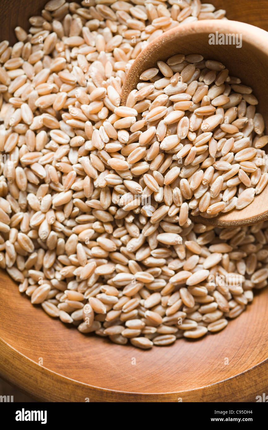 Vollkorn Bio harten roten Winterweizen Stockfoto