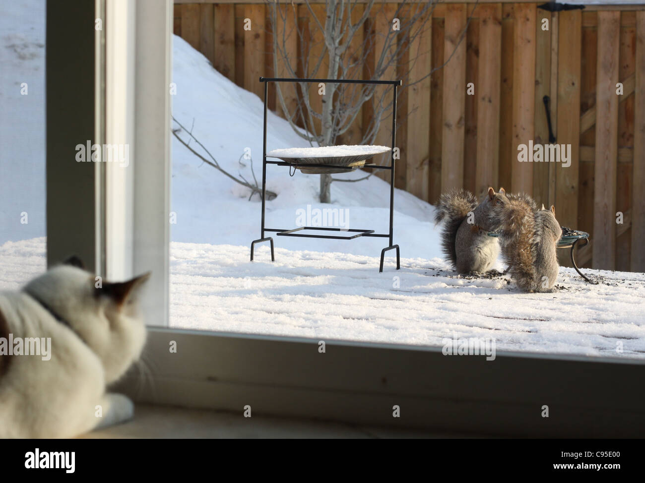 Eine Katze, zwei Eichhörnchen aus einem Fenster zu beobachten. Stockfoto