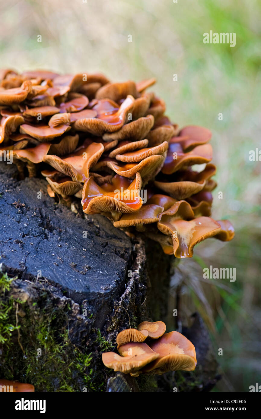 Orange Klumpen von Klammer - förmigen Pilz - Polypore Pilze wachsen auf einem verfallenden moosigen Baumstumpf. Stockfoto