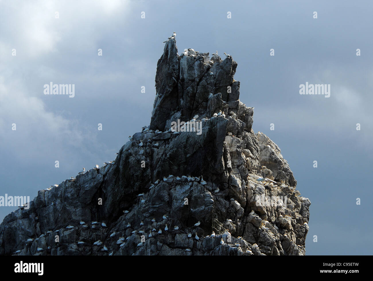 TAUSENDE VON SEEVÖGELN NEST AUF IRLANDS AUGE IN HOWTH AN DER OSTKÜSTE IRLANDS, IN DER NÄHE VON DUBLIN. Stockfoto