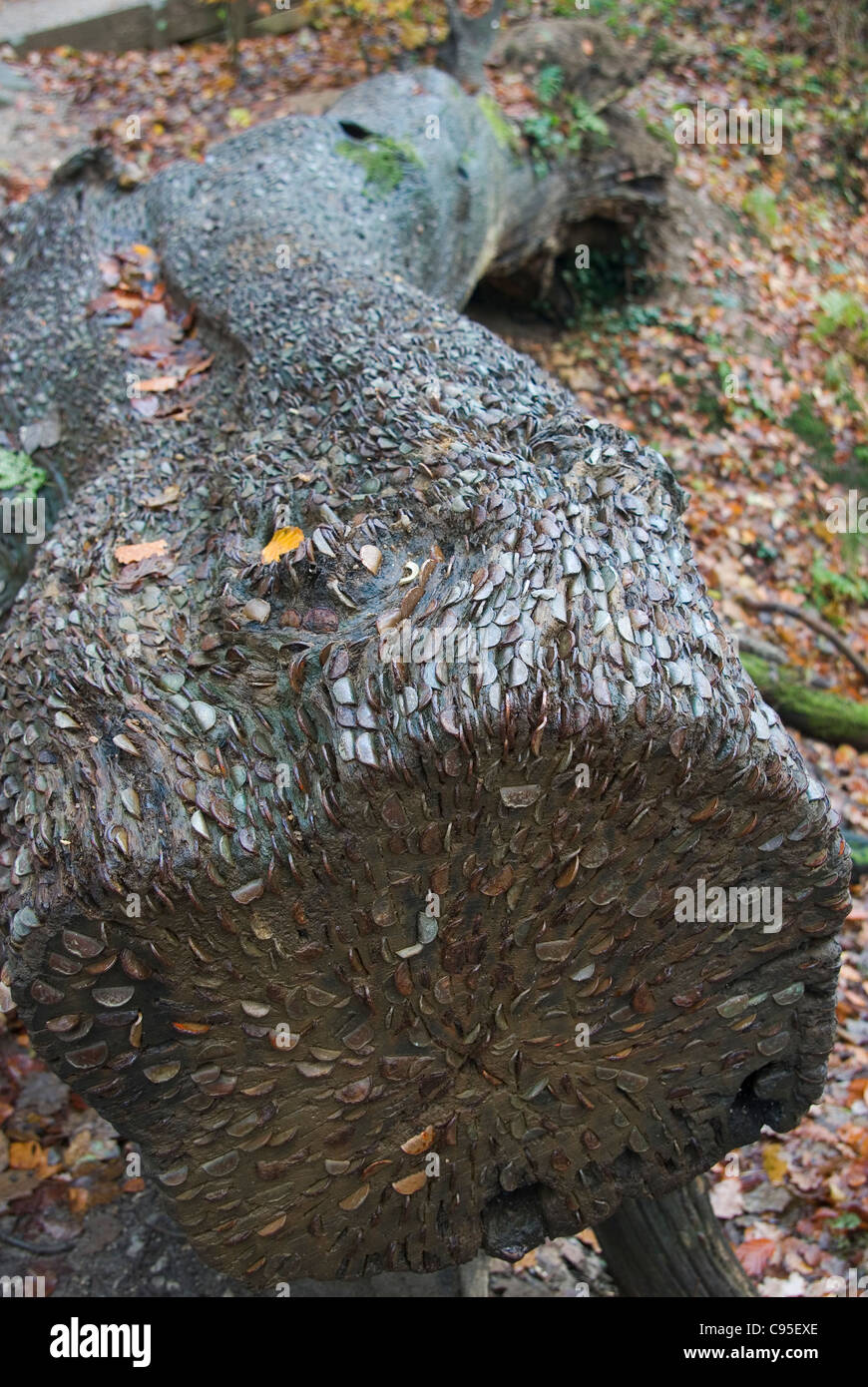 Münzen im Protokoll in Strid Woods oder ein "Wunschbaum" Stockfoto