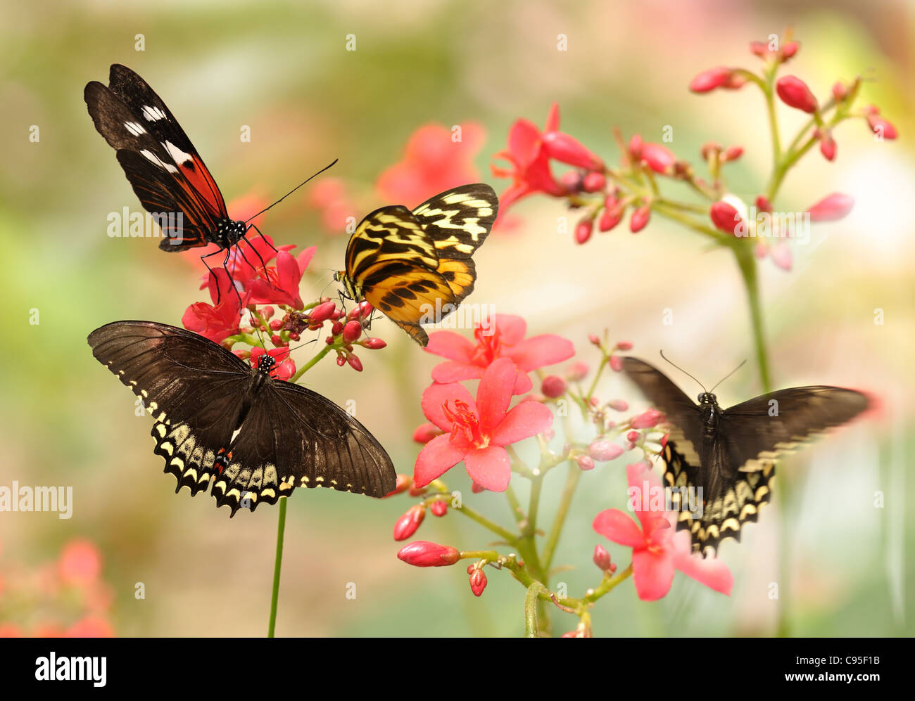 schöne tropische Schmetterlinge auf einer roten Blüten Stockfoto