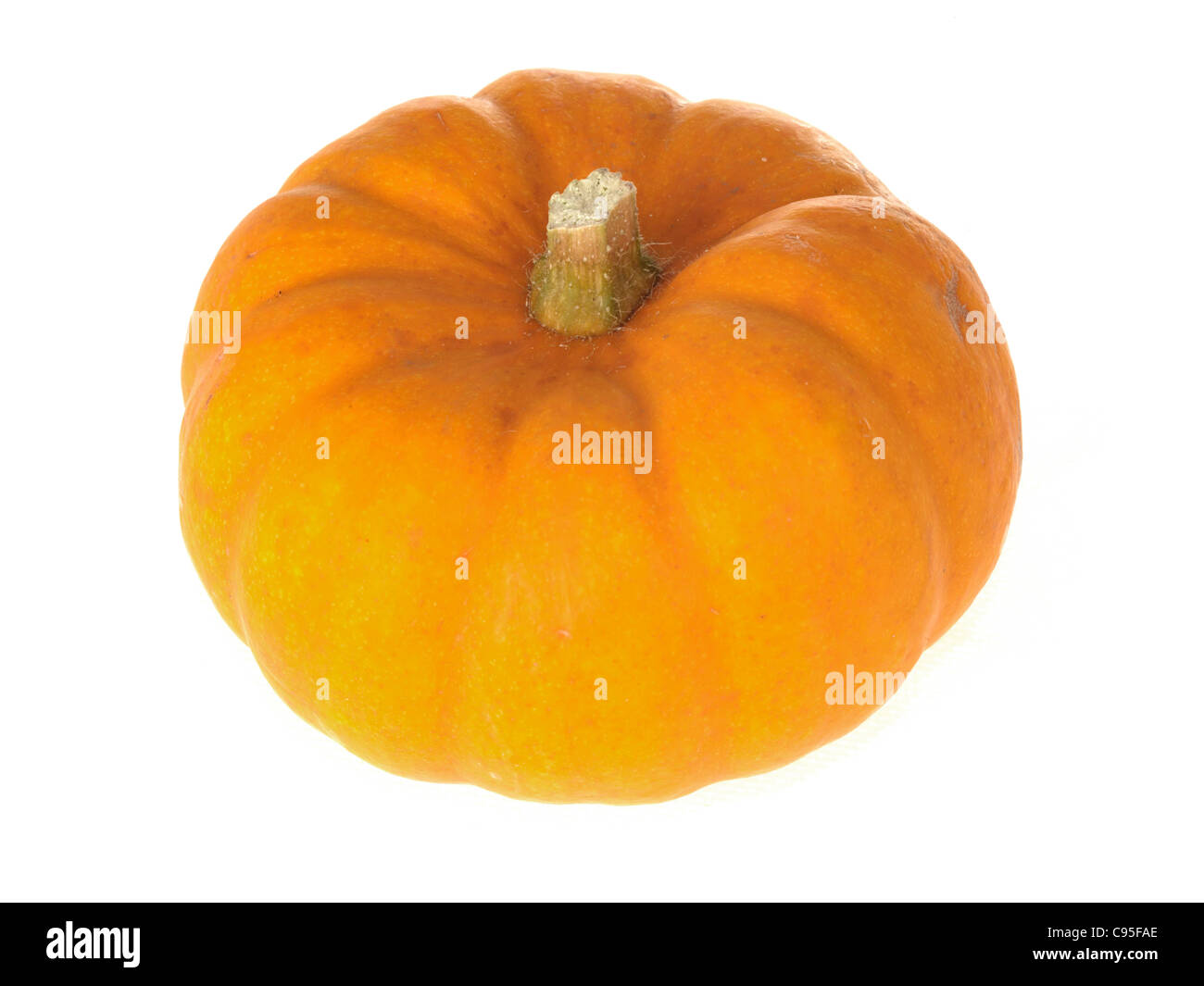 Frische reife große Halloween Neuheit Pumpkin gegen einen weißen Hintergrund mit Platz keine Menschen Kopieren und einen Freistellungspfad Stockfoto
