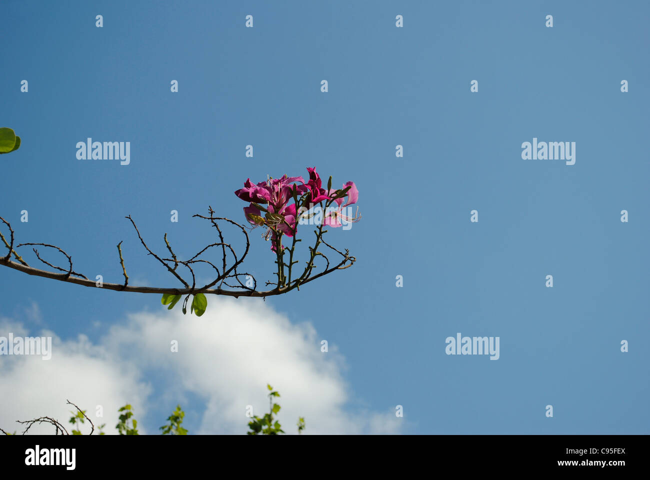 Orchidee Baum Blüte (Bauhinia Variegata) Stockfoto