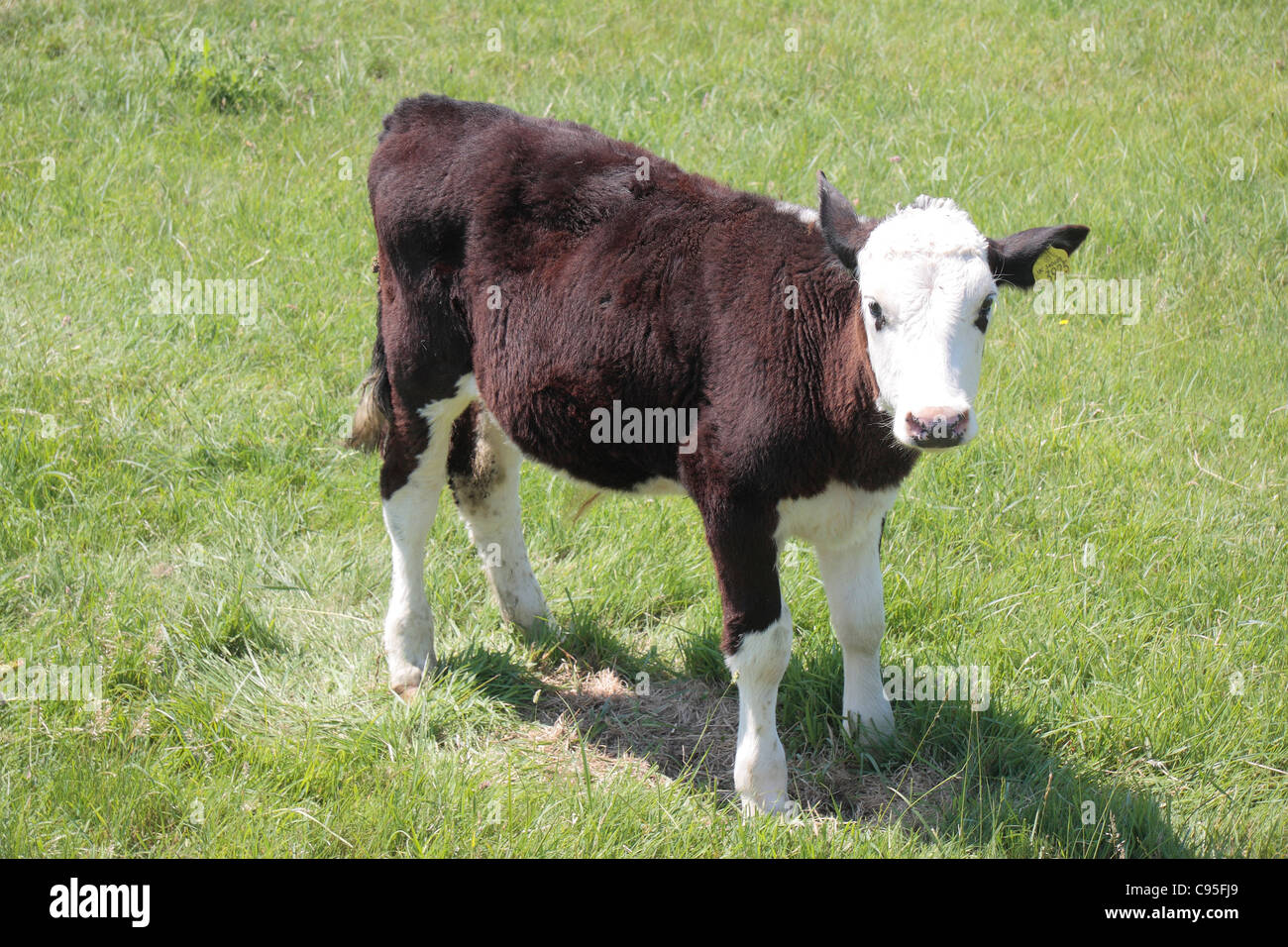 Ein Stier Kalb Caw allein stehend in einem Feld in Dorset, England. Stockfoto