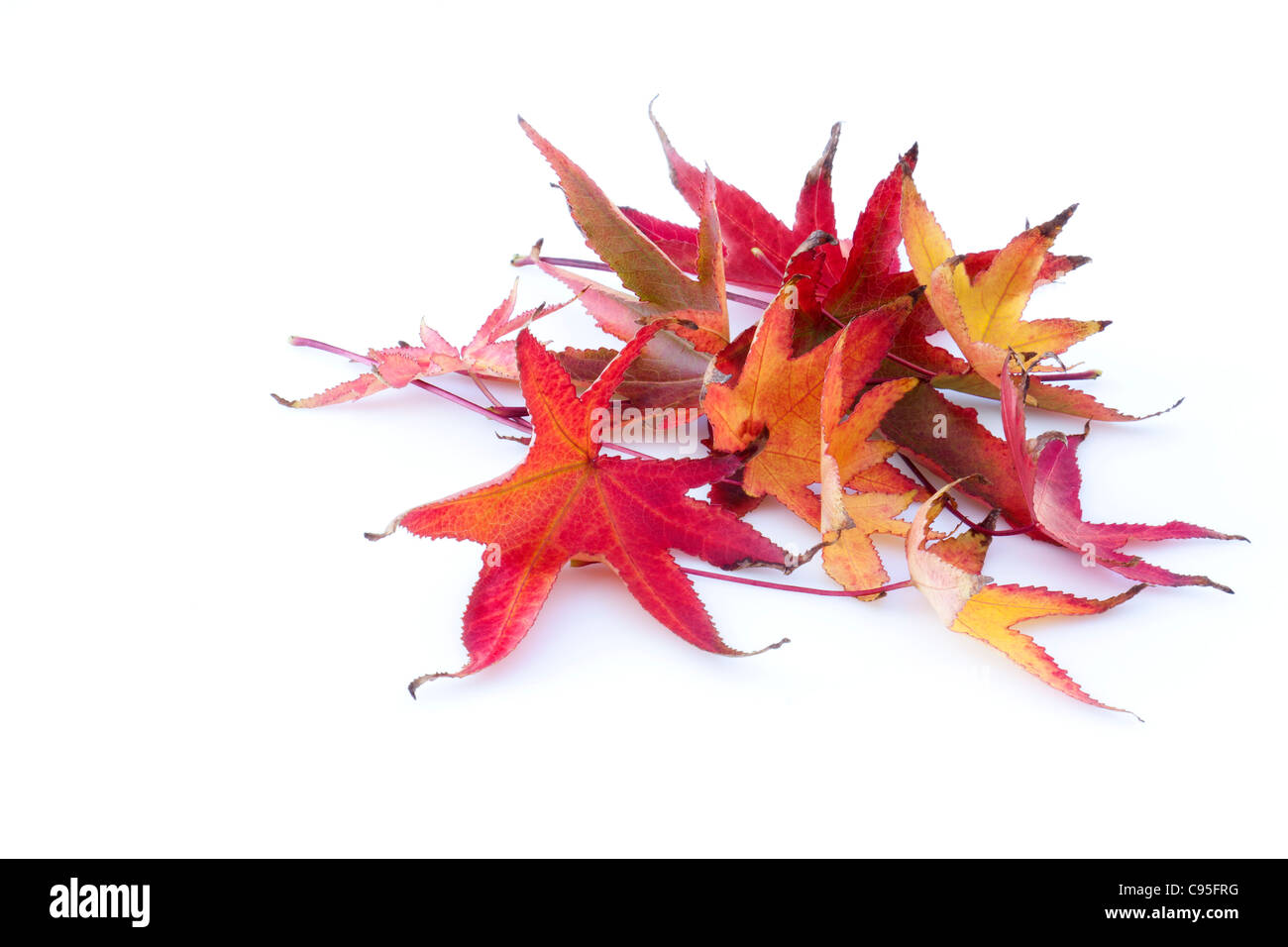 Blätter im Herbst Stockfoto