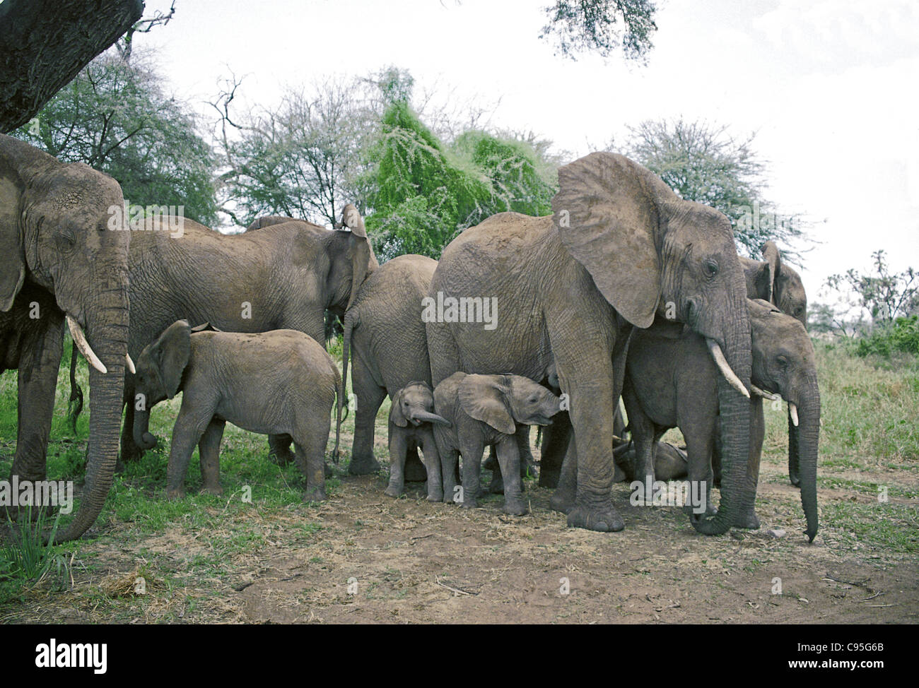 Eine Familie Gruppe von weiblichen Elefanten und Waden ruht in der Nähe einer großen Akazie Baum Samburu Nationalpark Kenia Stockfoto