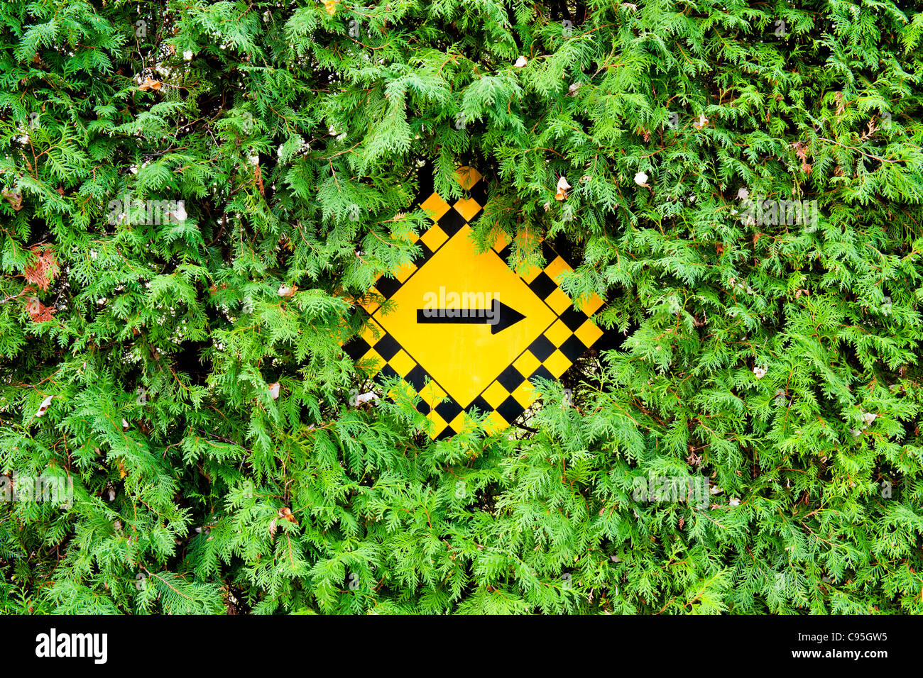 Gelb und schwarz rechts Verkehrszeichen von Thuja-Hecke umgeben. Stockfoto