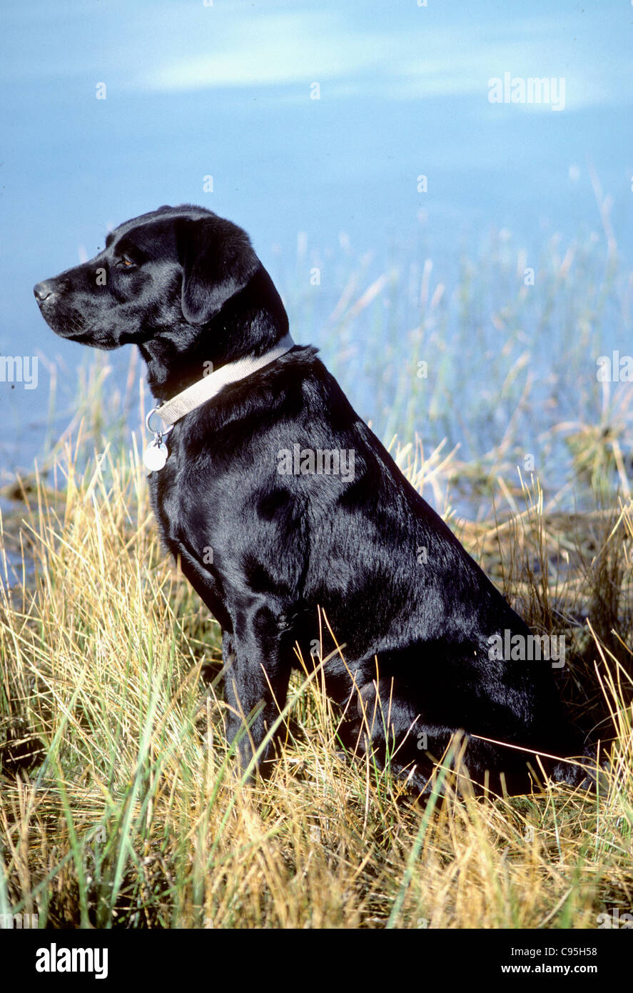 Black Labrador retriever Stockfoto