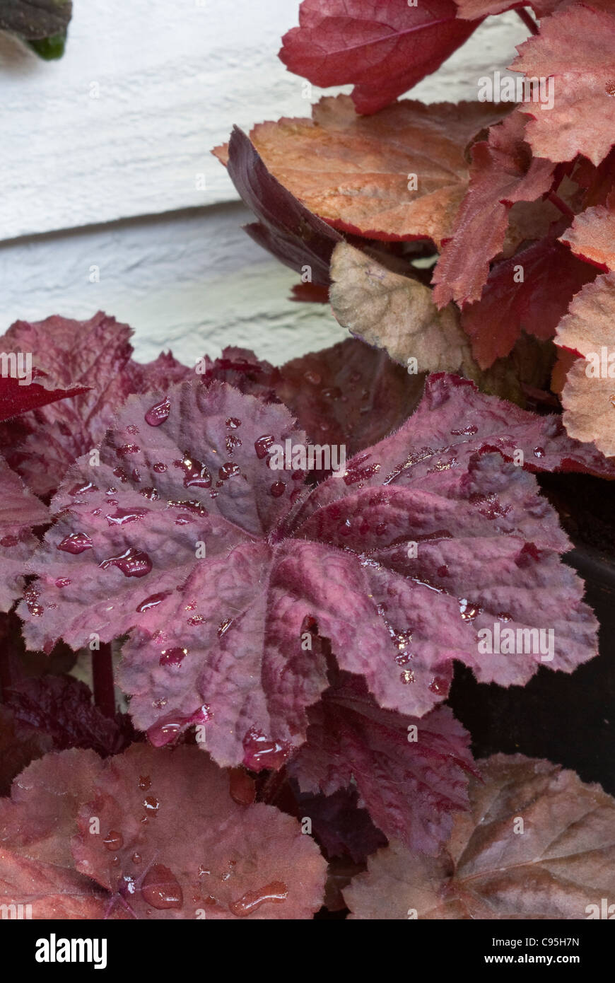 Blattpflanze Heuchera Beaujolais mit wellig gekräuselten roten lila dunkel großen Blättern mehrjährige für Schatten Garten Stockfoto