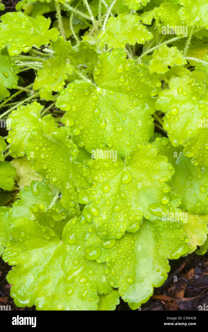 Heuchera Key Lime mehrjährige Blattpflanze, grünes Gold gelbe Blätter, gelappten Kanten Tautropfen Regenwasser auf Blatt Schatten Garten Stockfoto