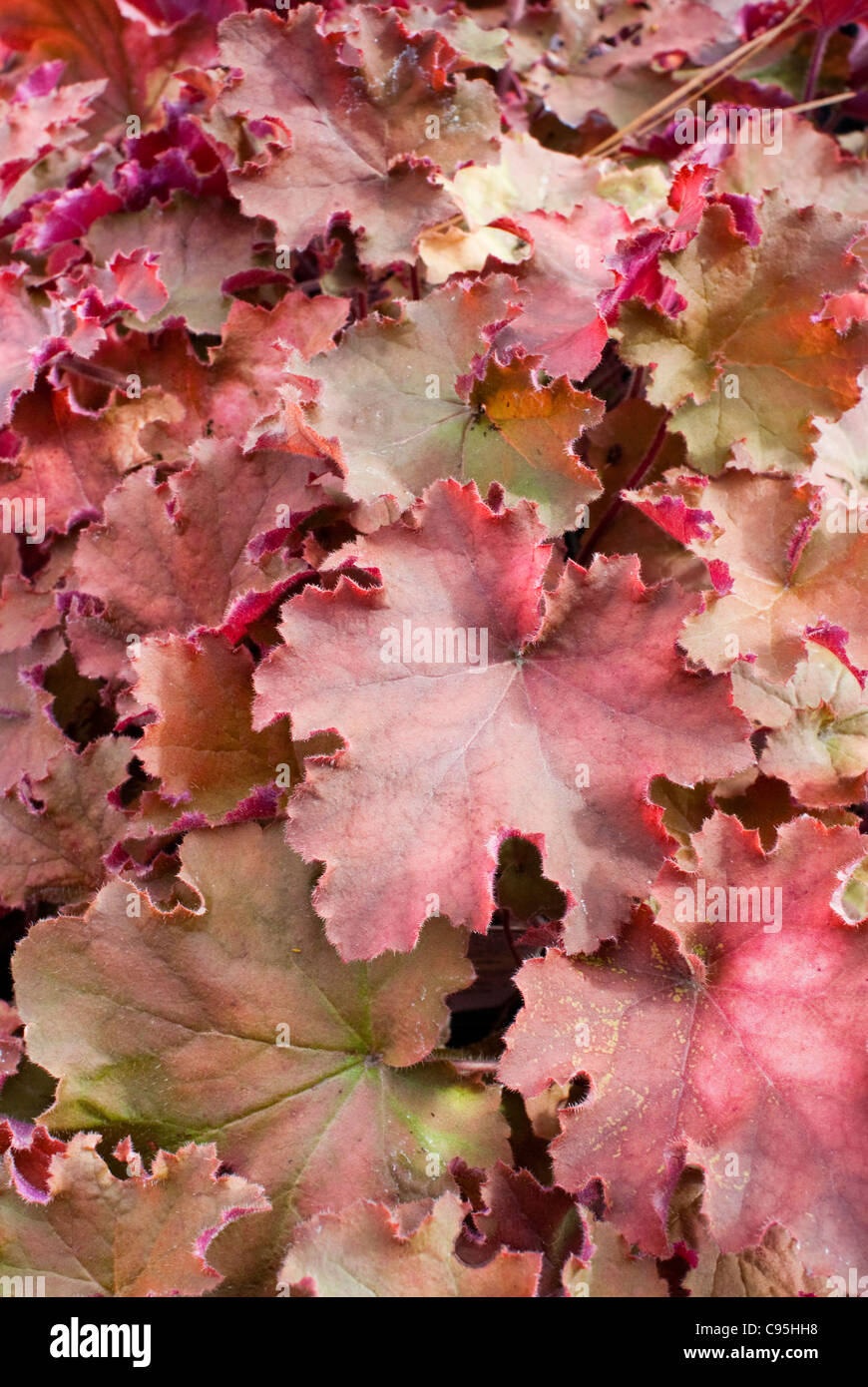 Heuchera 'Kassandra' im Herbst Herbstlaub, bunte Laub mehrjährige Pflanze überbackene rote orange Blatt Farben für Schatten Garten Stockfoto