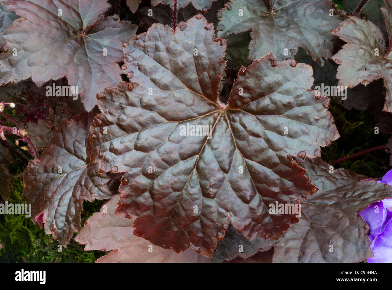 Heuchera 'Molly Bush' mehrjährige Blattpflanze mit dunkel violett-rote Blätter fast schwarzes Blatt für Schatten Garten Stockfoto