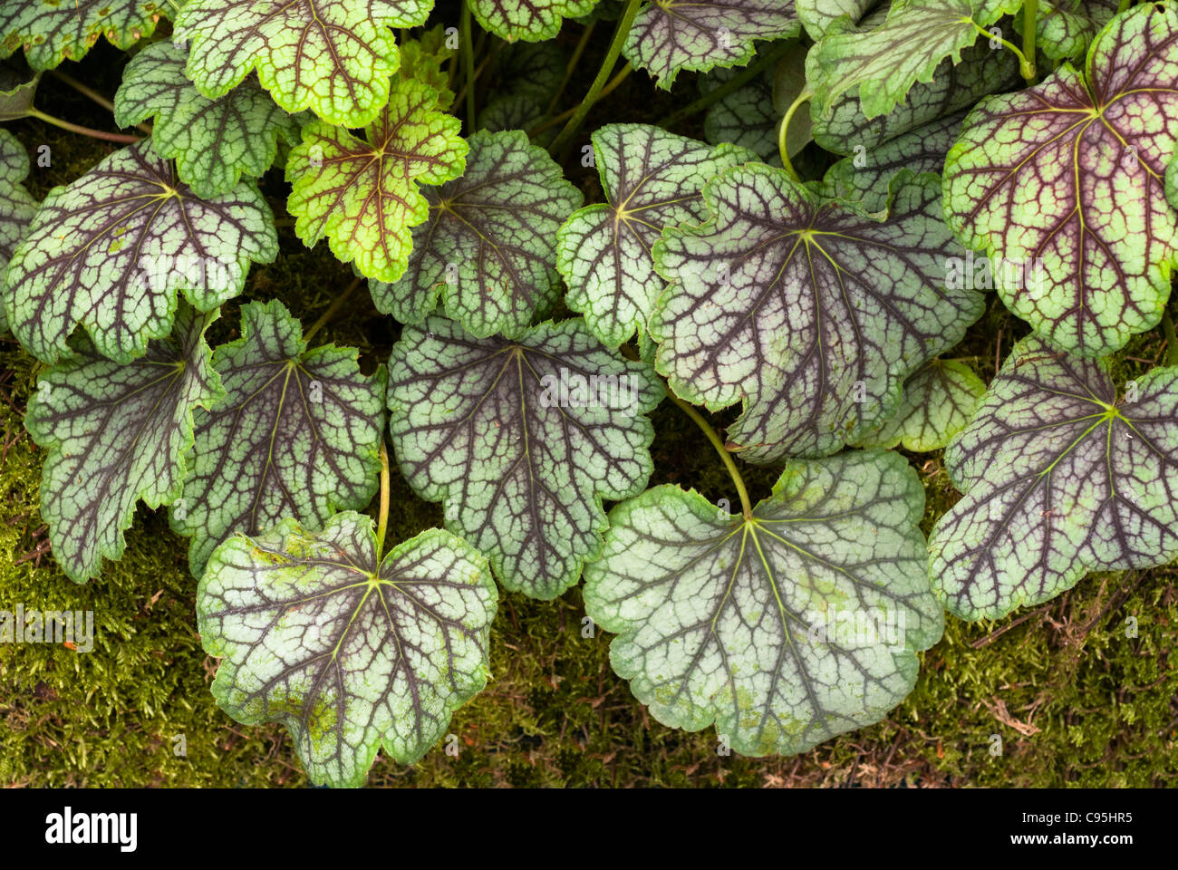 Heuchera "Green Spice" mehrjährige Blattpflanze mit rot gestreiften geäderten Blättern für Schatten Garten Stockfoto