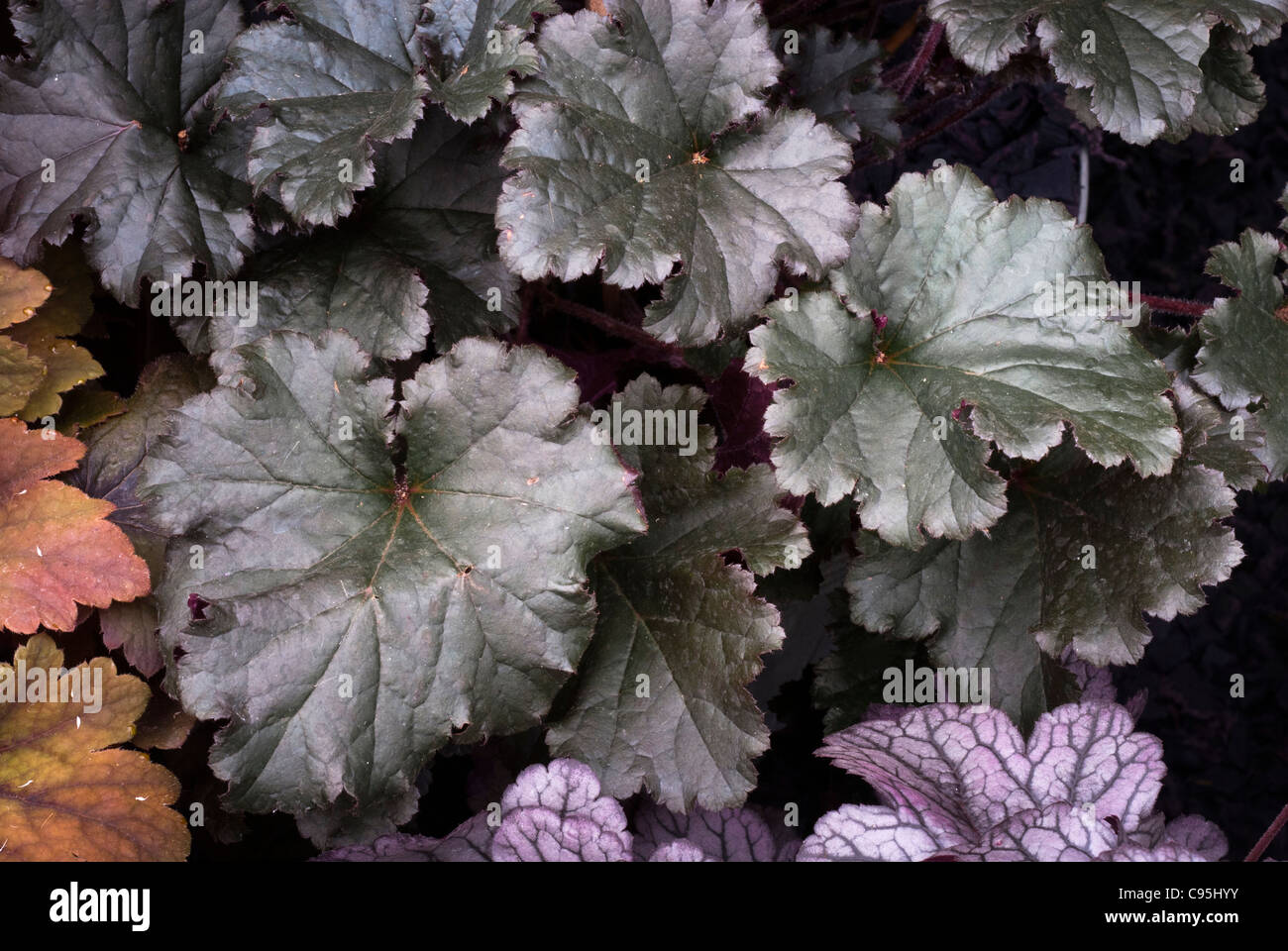 Heuchera "Dunkles Geheimnis" mehrjährige Blattpflanze dunkele lila schwarze Blättern Schatten Gartenpflanze Stockfoto