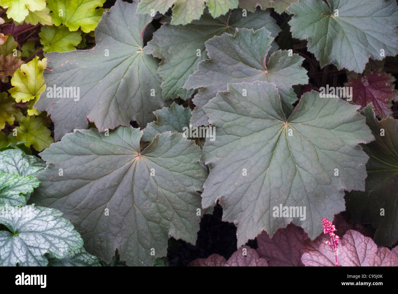 Heuchera 'Bronze Beauty' Laub mehrjährige Pflanze mit dunkel lila Blätter für Schatten Garten Stockfoto
