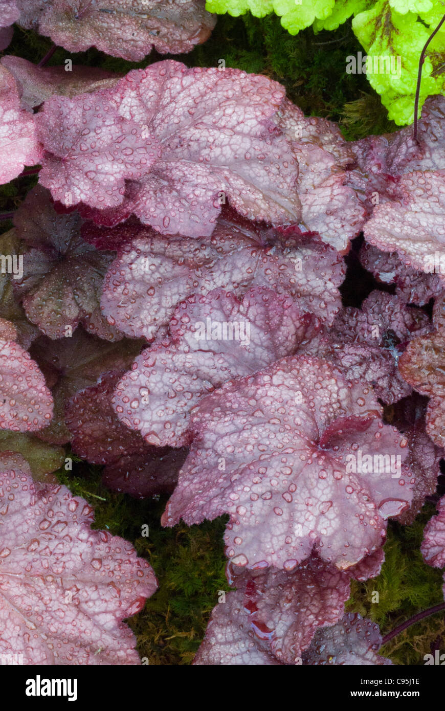 Heuchera "Beaujolais" Blätter mit Tau Tropfen Regen, rot lila Laub mehrjährige Wasserpflanze für Schatten-Garten Akzent Stockfoto