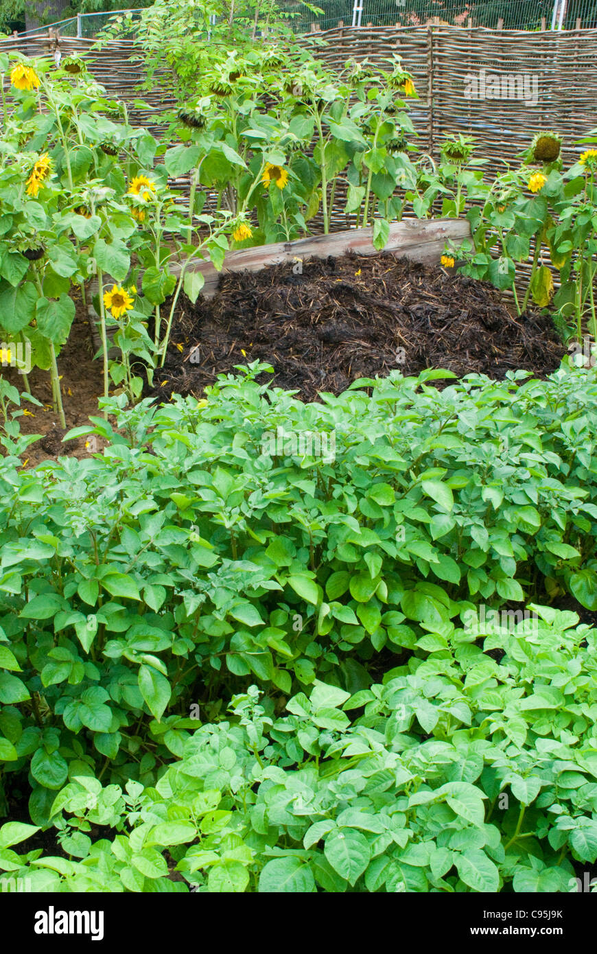 Kompostierte Misthaufen + Kartoffel Pflanzen Gemüse und Sonnenblumen, Boden Nährstoffe organischen im Garten schöne Blumen wieder aufzufüllen Stockfoto