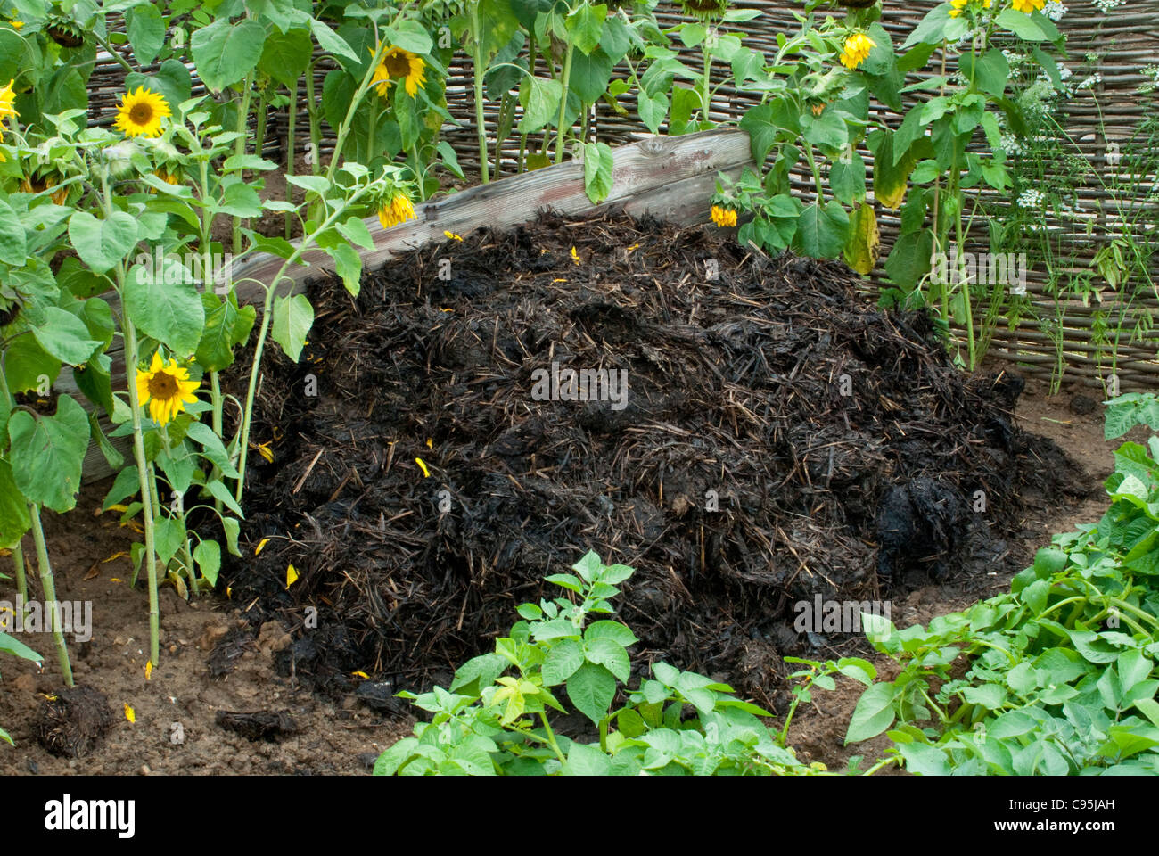 Kompostierte Misthaufen + Kartoffel Pflanzen Gemüse & Sonnenblumen Boden Nährstoffe gesunde grüne organische Gartenarbeit Blumen wieder aufzufüllen Stockfoto