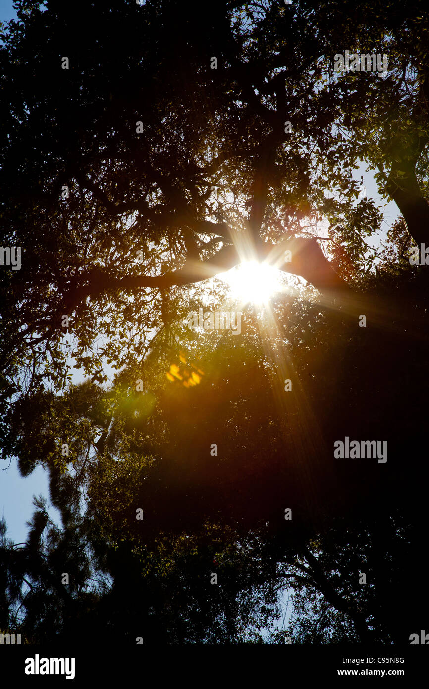 Sonne durch die Bäume shinning Stockfoto