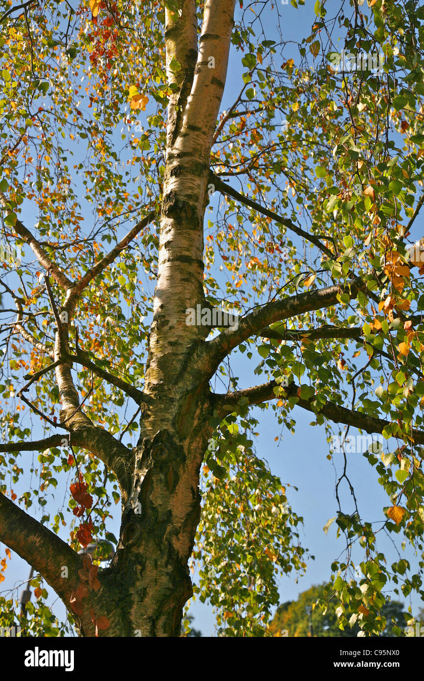Malerische Birkenbaum in der Nähe das Besucherzentrum in der neuen Gesamtstruktur Dorf Lyndhurst Stockfoto