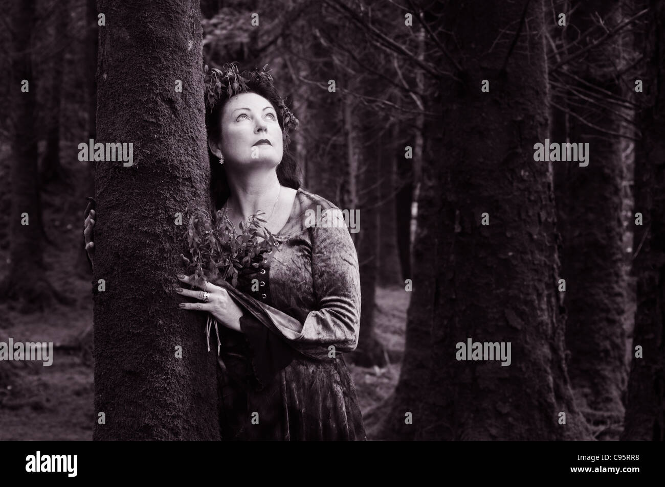 Woodland Dame - John Gollop Stockfoto