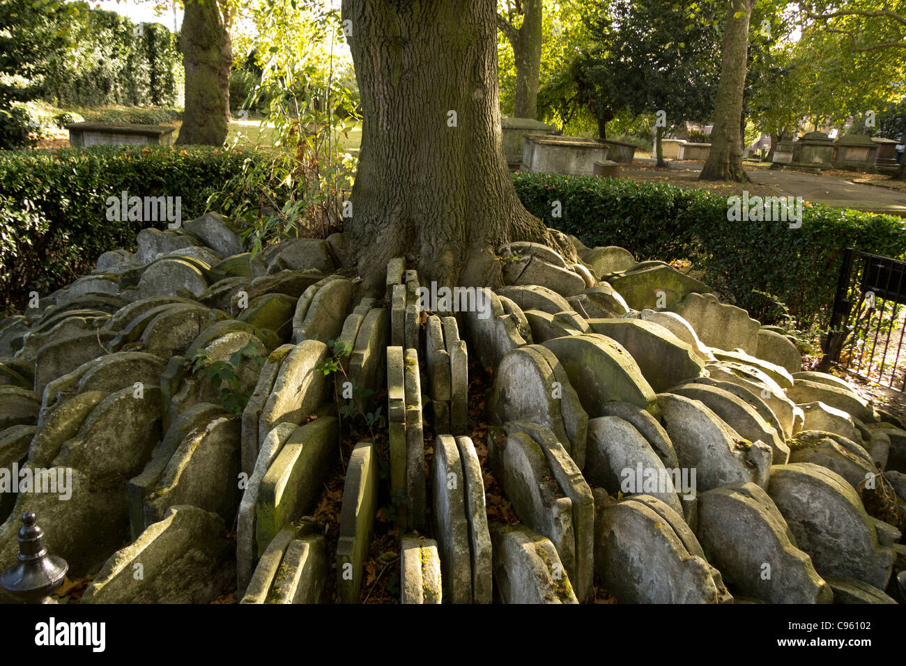 Robuster Baum in in St Pancras Gardens Stockfoto